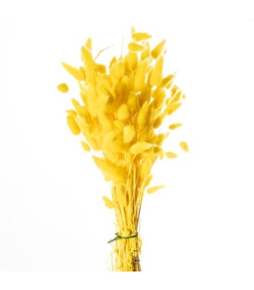 LAGURUS SECHE COULEUR 100GR