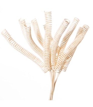 WILLOW SPRING COULEUR les 30P