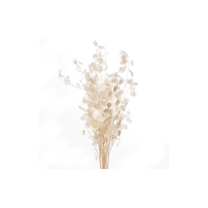 SEC FLEUR LUNARIA NATUREL les 10P