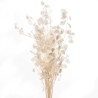 SEC FLEUR LUNARIA NATUREL les 10P