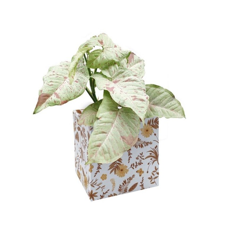 BOITE CARTON SIMPLY IMP.médium les 10P