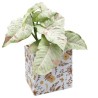 BOITE CARTON SIMPLY IMP.médium les 10P
