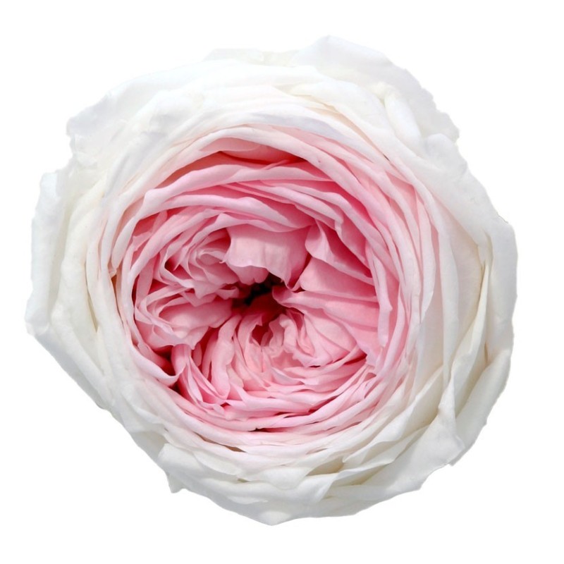 VERDISSIMO-ROSE Garden 6P