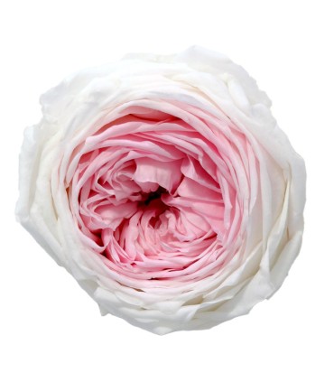 VERDISSIMO-ROSE Garden 6P