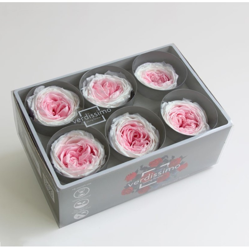 VERDISSIMO-ROSE Garden 6P