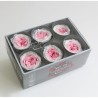 VERDISSIMO-ROSE Garden 6P