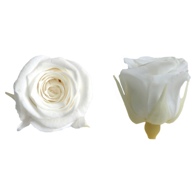 VERDISSIMO-ROSE Princesse 16P