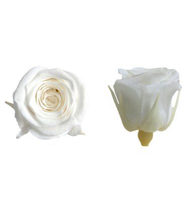 VERDISSIMO-ROSE Princesse 16P