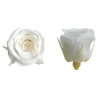 VERDISSIMO-ROSE Princesse 16P
