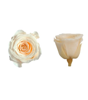 VERDISSIMO-ROSE Princesse 16P