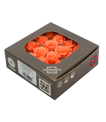 VERDISSIMO-ROSE Princesse 16P