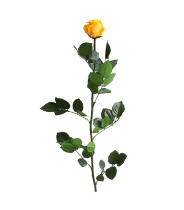 VERDISSIMO-ROSE AMOROSA / 1 TIGE