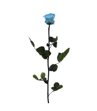 VERDISSIMO-ROSE AMOROSA / 1 TIGE