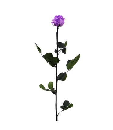 VERDISSIMO-ROSE AMOROSA / 1 TIGE