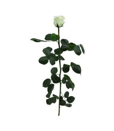 VERDISSIMO-ROSE AMOROSA / 1 TIGE