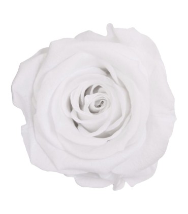 VERDISSIMO-ROSE AMOROSA / 1 TIGE