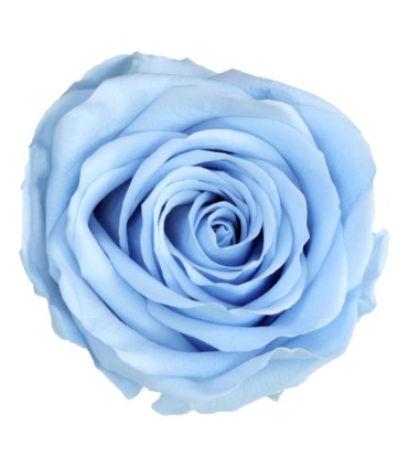 VERDISSIMO-ROSE AMOROSA / 1 TIGE