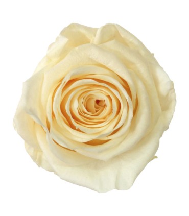 VERDISSIMO-ROSE AMOROSA / 1 TIGE