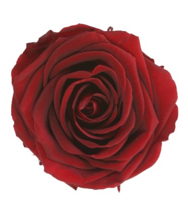 VERDISSIMO-ROSE AMOROSA / 1 TIGE