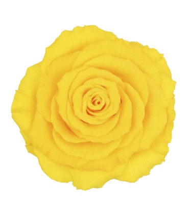 VERDISSIMO-ROSE AMOROSA / 1 TIGE