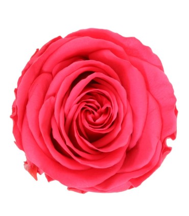 VERDISSIMO-ROSE AMOROSA / 1 TIGE