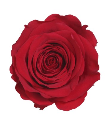 VERDISSIMO-ROSE AMOROSA / 1 TIGE