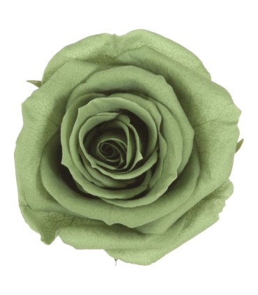 VERDISSIMO-ROSE AMOROSA / 1 TIGE