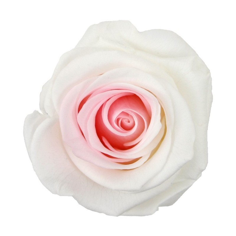 VERDISSIMO-ROSE AMOROSA / 1 TIGE