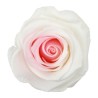 VERDISSIMO-ROSE AMOROSA / 1 TIGE