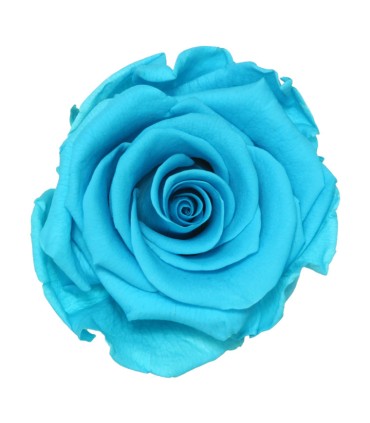 VERDISSIMO-ROSE AMOROSA / 1 TIGE