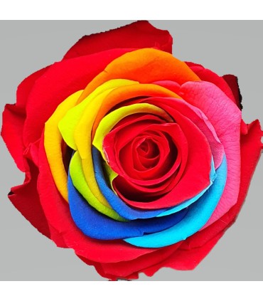 VERDISSIMO-ROSE AMOROSA / 1 TIGE