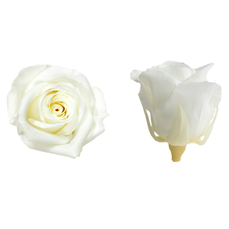 VERDISSIMO-ROSE mini 12P
