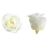VERDISSIMO-ROSE mini 12P