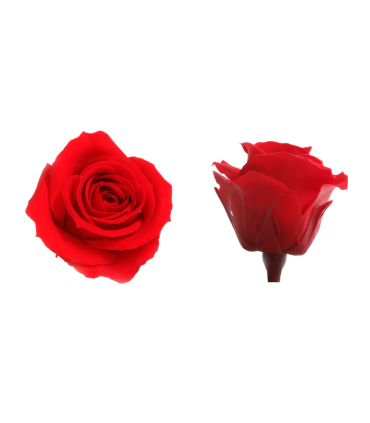 VERDISSIMO-ROSE mini 12P