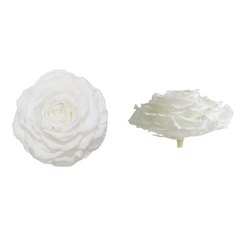 VERDISSIMO-ROSE BOITE 1P
