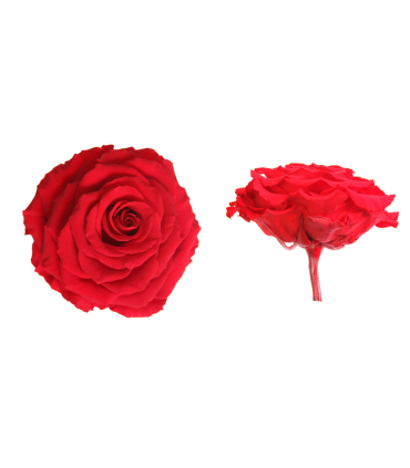 VERDISSIMO-ROSE BOITE 1P