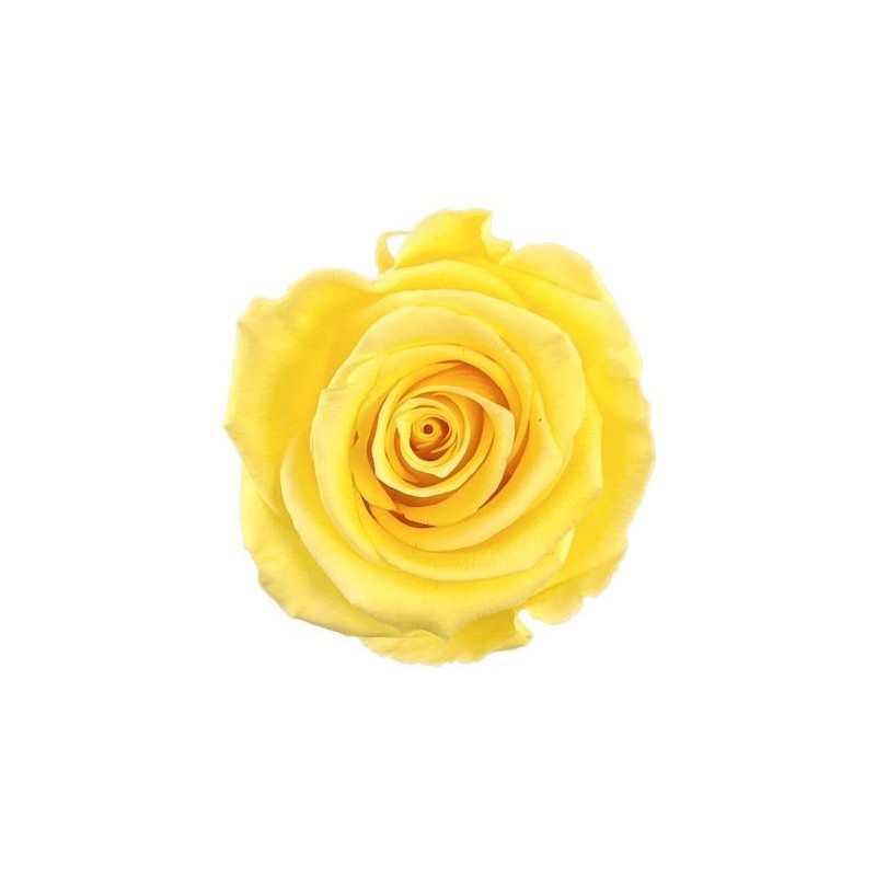 VERDISSIMO-ROSE Standard 6P