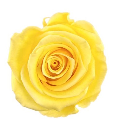 VERDISSIMO-ROSE Standard 6P