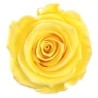 VERDISSIMO-ROSE Standard 6P