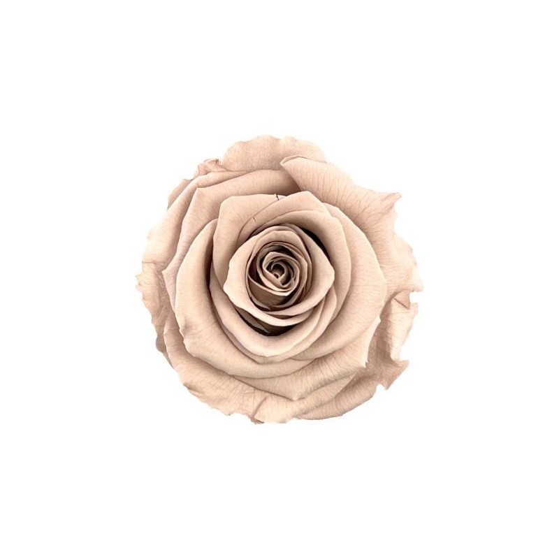 VERDISSIMO-ROSE Standard 6P