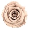 VERDISSIMO-ROSE Standard 6P