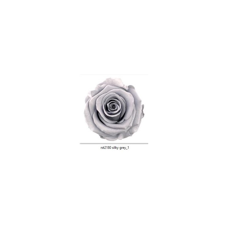 VERDISSIMO-ROSE Standard 6P