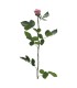 VERDISSIMO-ROSE AMOROSA / 1 TIGE