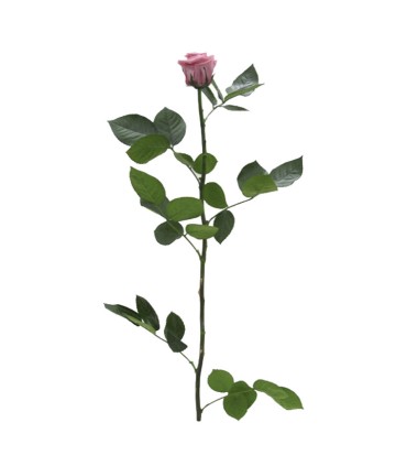 VERDISSIMO-ROSE AMOROSA / 1 TIGE