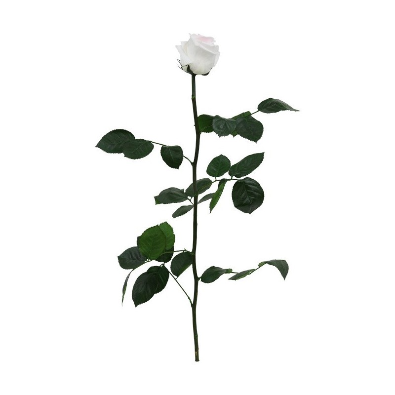 VERDISSIMO-ROSE AMOROSA / 1 TIGE
