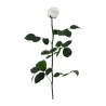 VERDISSIMO-ROSE AMOROSA / 1 TIGE