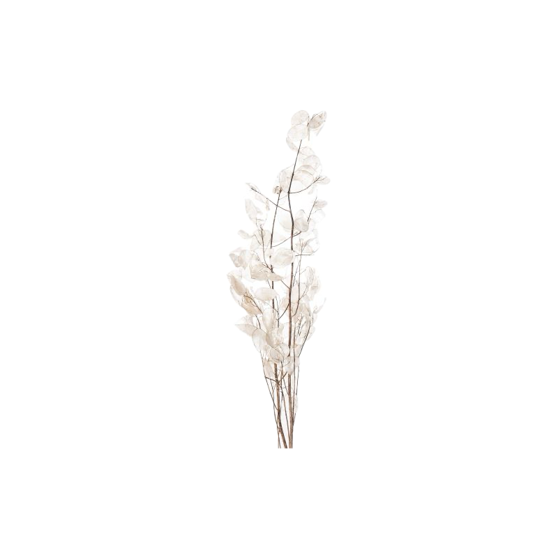 SEC FLEUR LUNARIA  BLANC les 10P