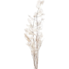 SEC FLEUR LUNARIA  BLANC les 10P