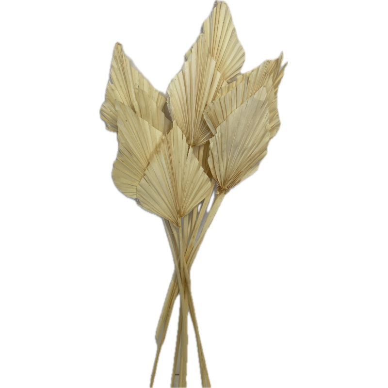 PALM SPEAR BLANC MM 2490P001 les 10P