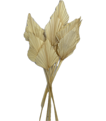 PALM SPEAR BLANC MM 2490P001 les 10P